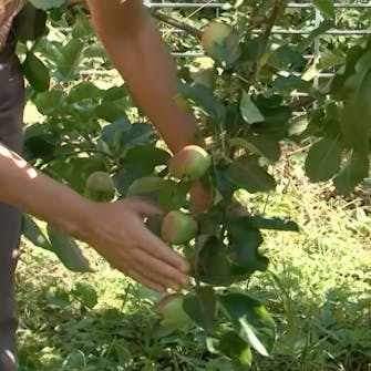 Gallra äppelträd Gallra äppelträd